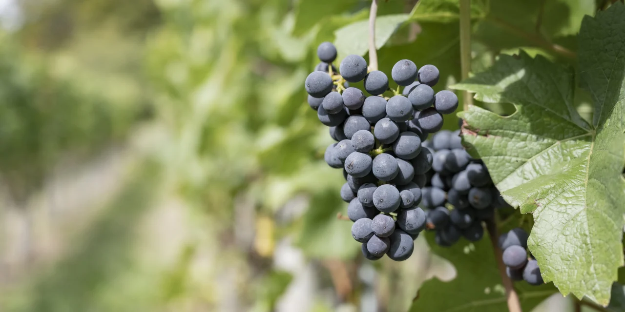 Vignoble