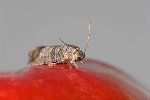 Cydia pomonella adult
