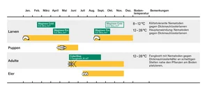 Dickmaulrüssler Grafik 