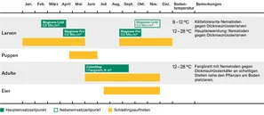 Dickmaulrüssler Grafik 