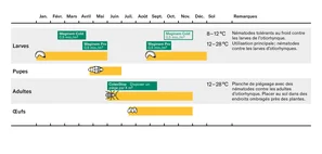 Graphique des otiorhynques 