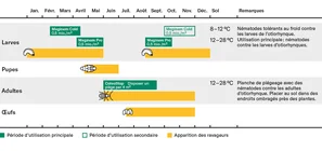 Graphique des otiorhynques 