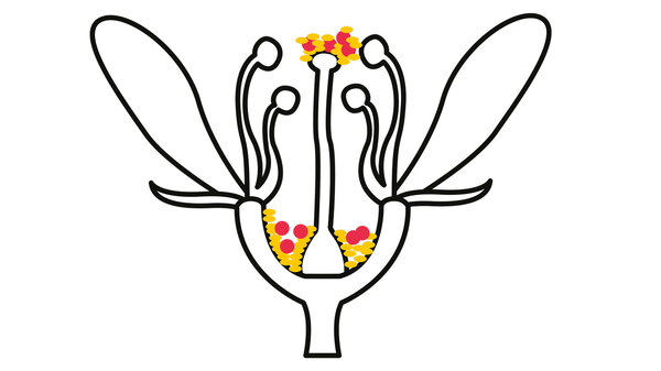 asset_image