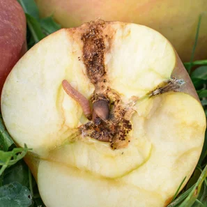 Apfelwicklerlarve mit offenem Apfel und Frassschaden | © Markus Zueger