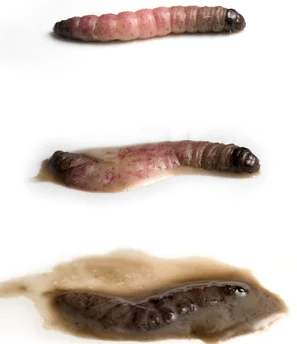 Infizierte Apfelwicklerlarve mit Granulosevirus