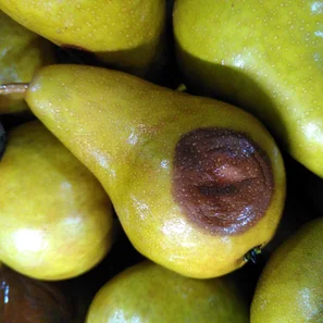 Gloeosporium sur pomme | © Andermatt Biocontrol Suisse AG