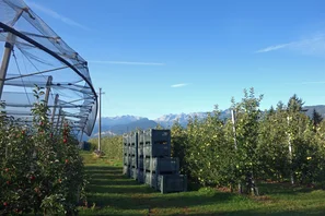 Verger du pomme