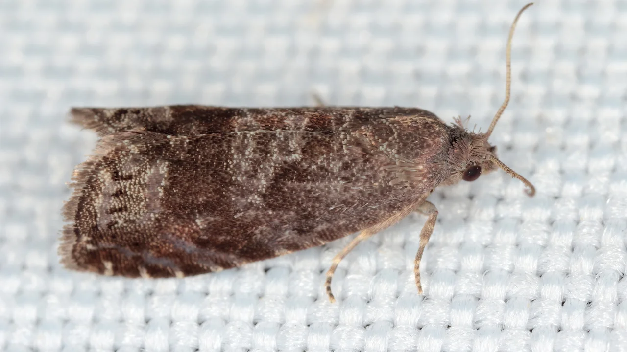 Pflaumenwickler Adult