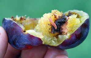Chenille de la carpocapse du prunier dans le fruit