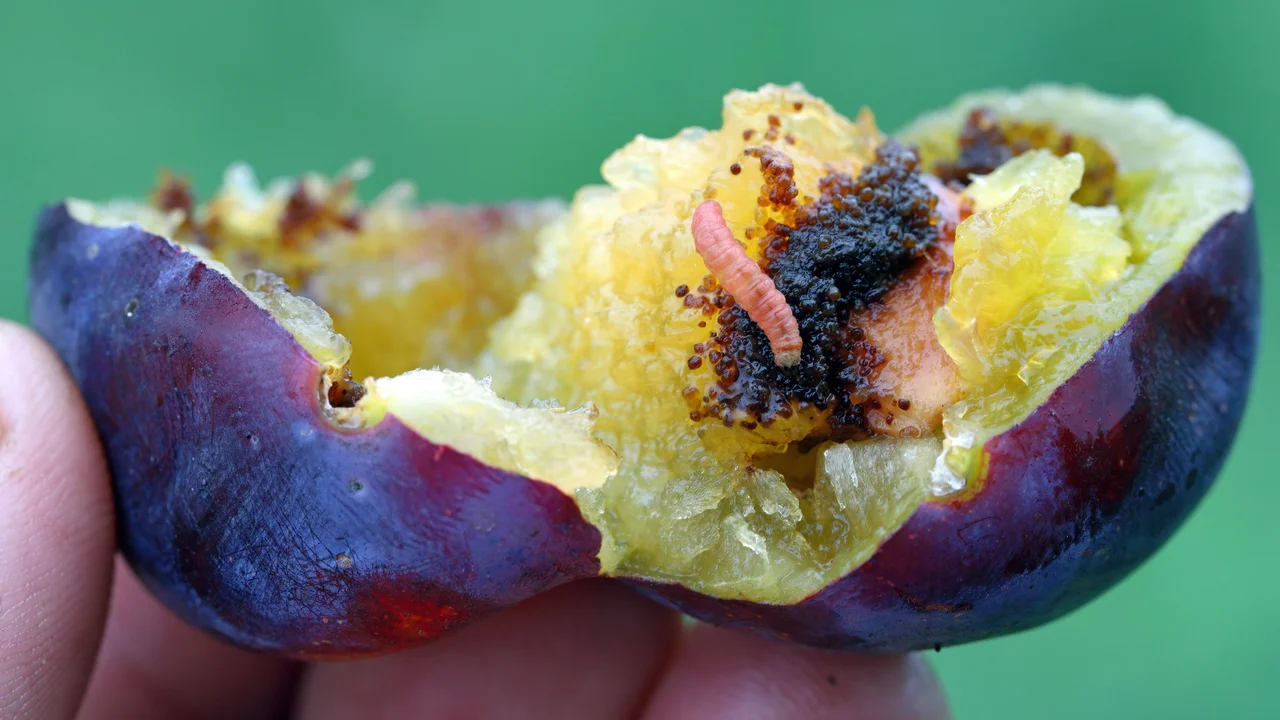 Chenille de la carpocapse du prunier dans le fruit