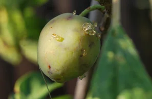 Prunier endommagé par la carpocapse du prune