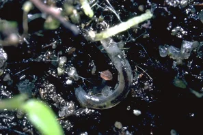 Trauermücken-Larve | © Andermatt Biocontrol Suisse AG