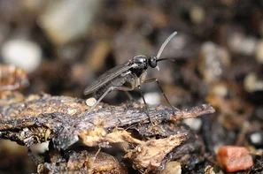 Adulte Trauermücke | © Andermatt Biocontrol Suisse AG