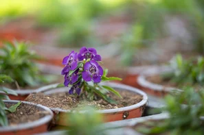 © Andermatt Biocontrol Suisse AG