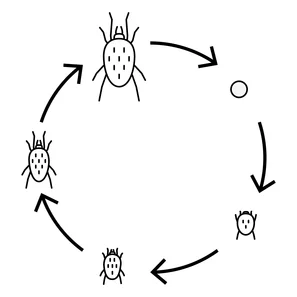 Cycle de vie des acariens | © Andermatt Biocontrol Suisse AG