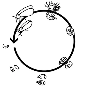 Cycle de vie | © Andermatt Biocontrol Suisse AG