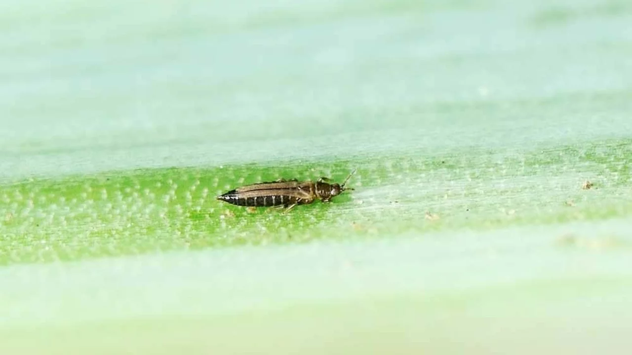 Thrips