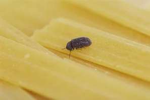 Scarabée du pain sur des pâtes | © Andermatt Biocontrol Suisse AG