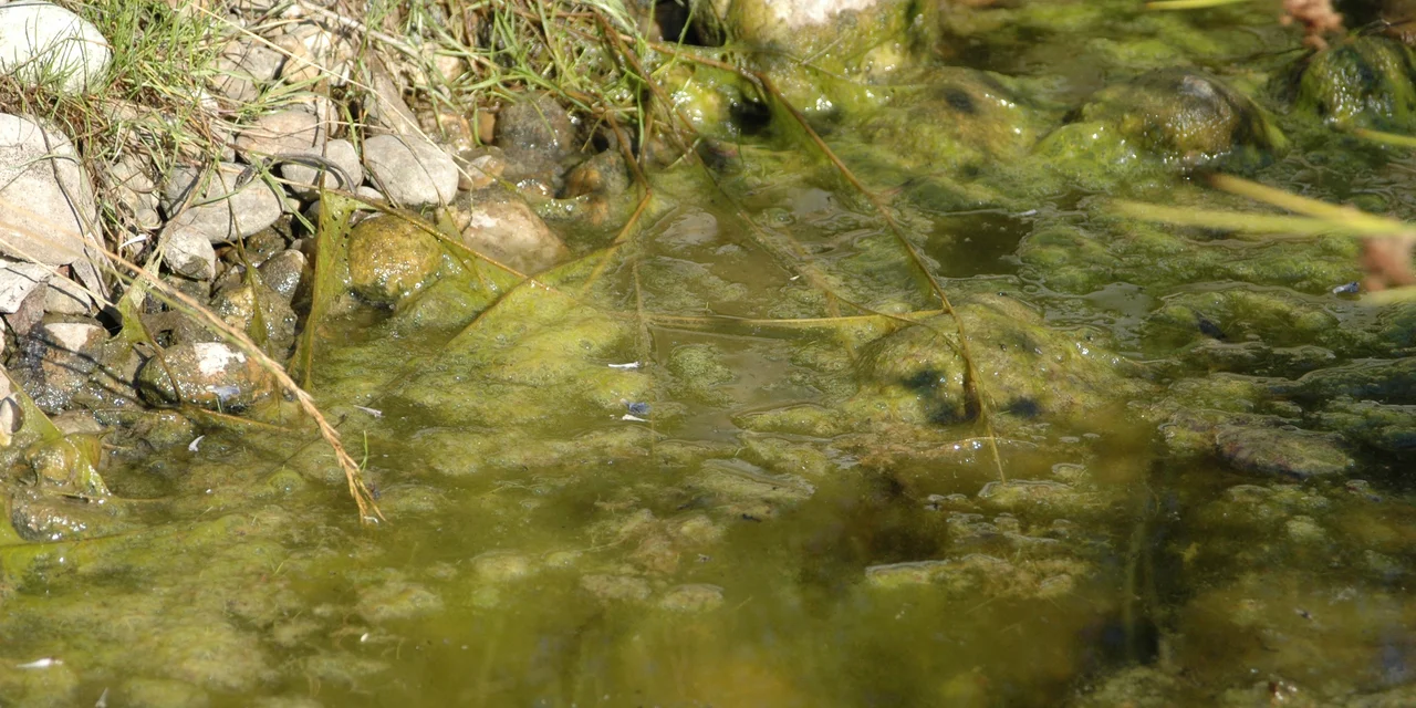 Veralgter Teich | © Daniel Schüpbach