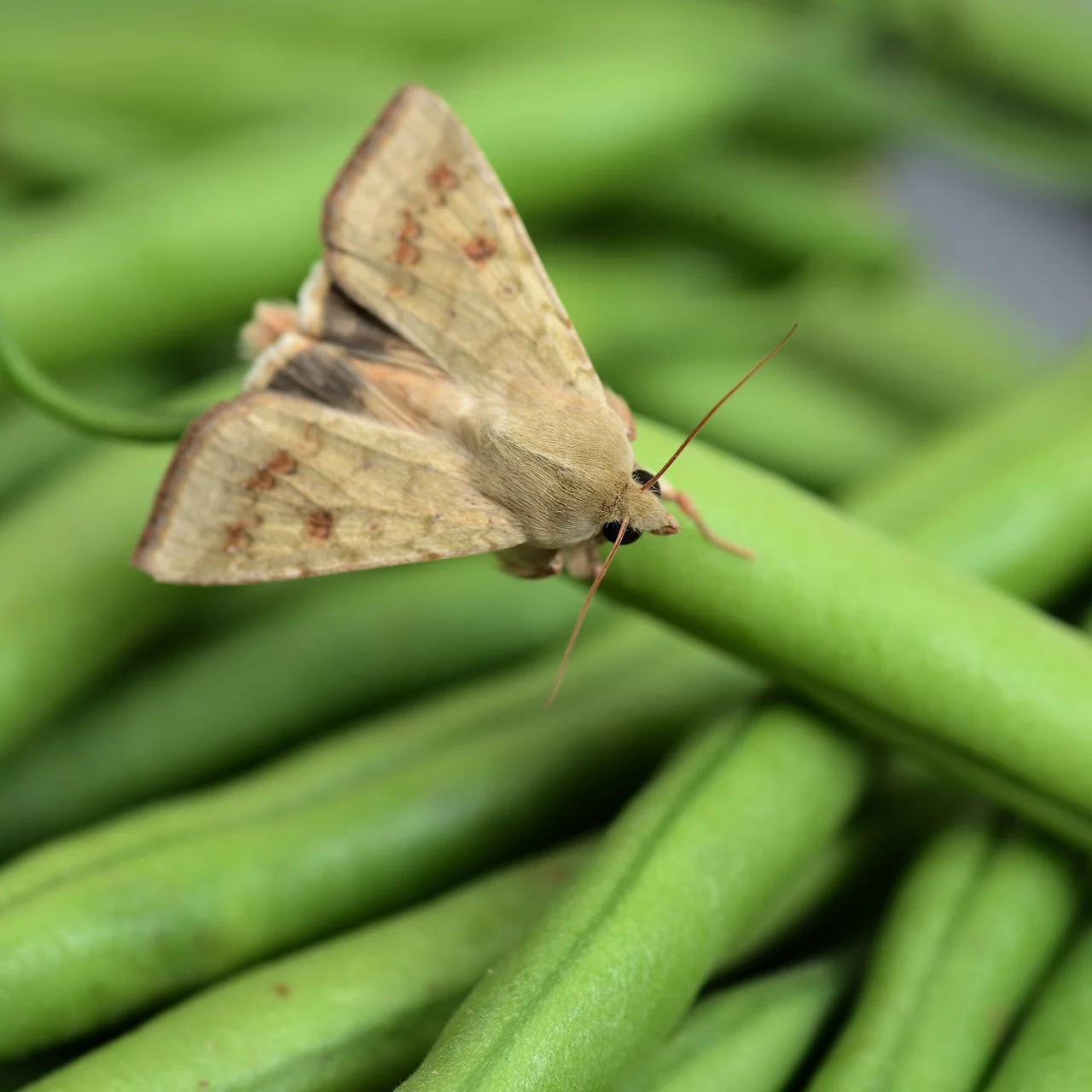Helicoverpa armigera papillon | © Markus Zueger