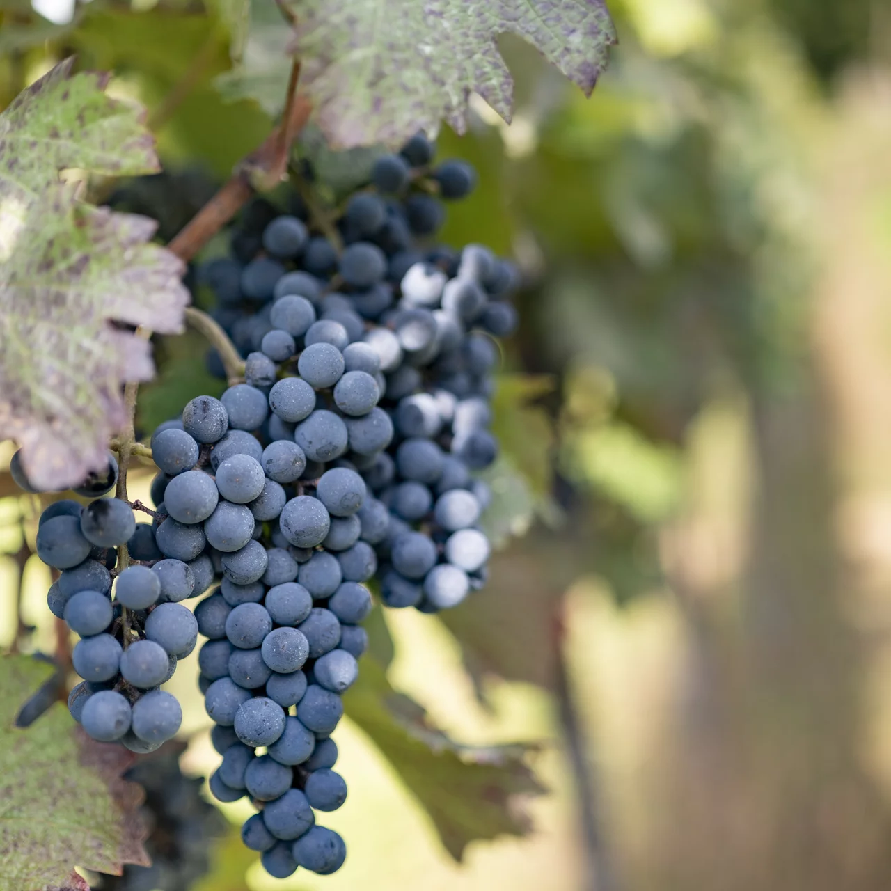 Image d'ambiance raisin bleu | © Andermatt Biocontrol Suisse AG
