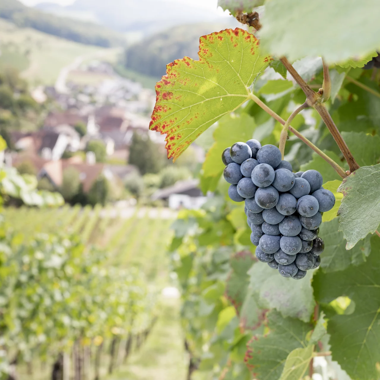 Weizenfeld | © Andermatt Biocontrol Suisse AG