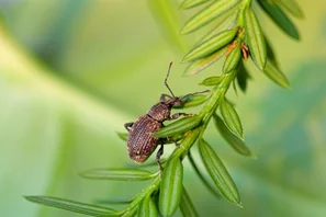 Otiorrhynque adulte sur Taxus