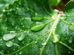 Tropfen auf Blatt | © emmi - stock.adobe.com