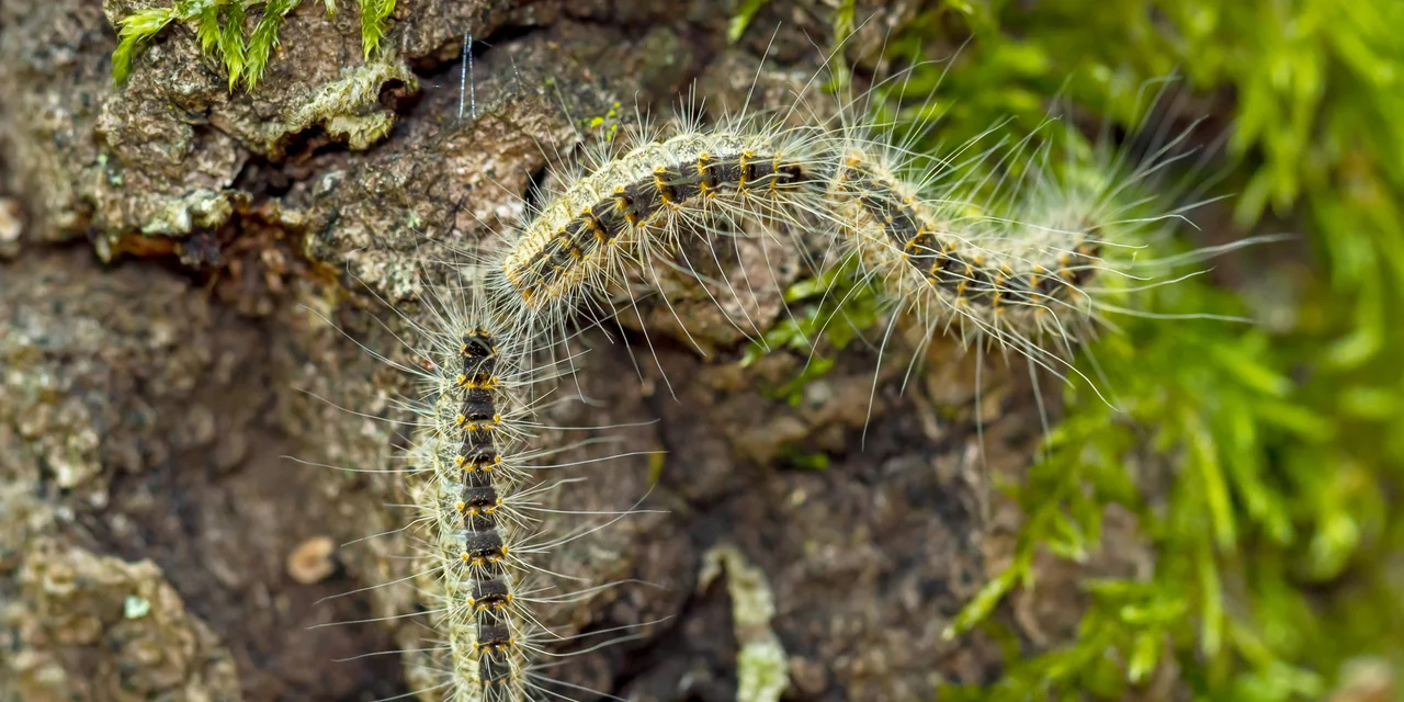 Eichenprozessionsspinner Larven | © Judith Flacke