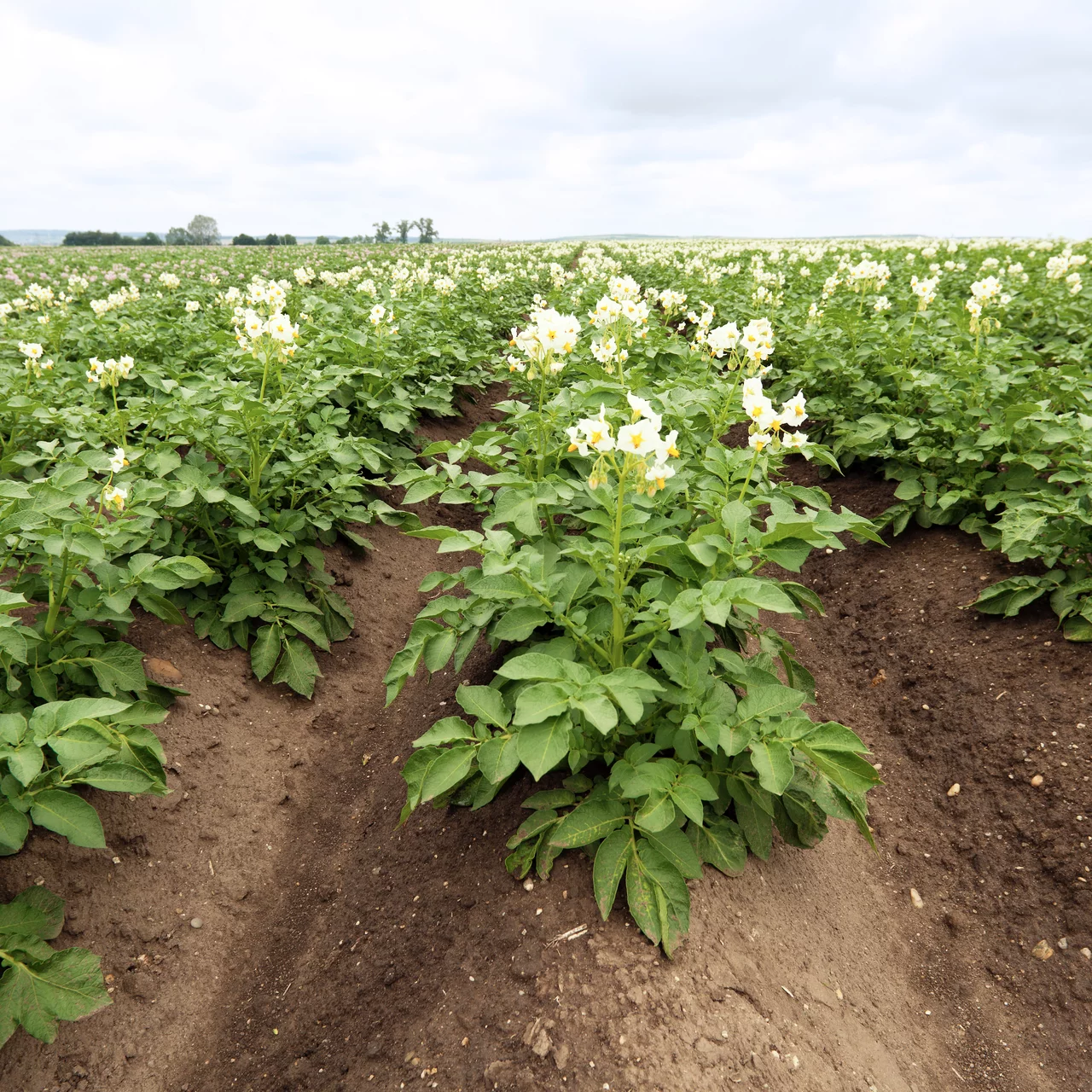 champ de pommes de terre en fleurs | © josef muellek