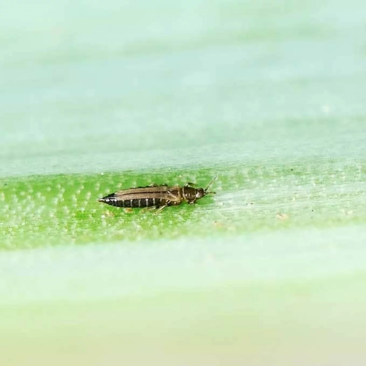 Thrips