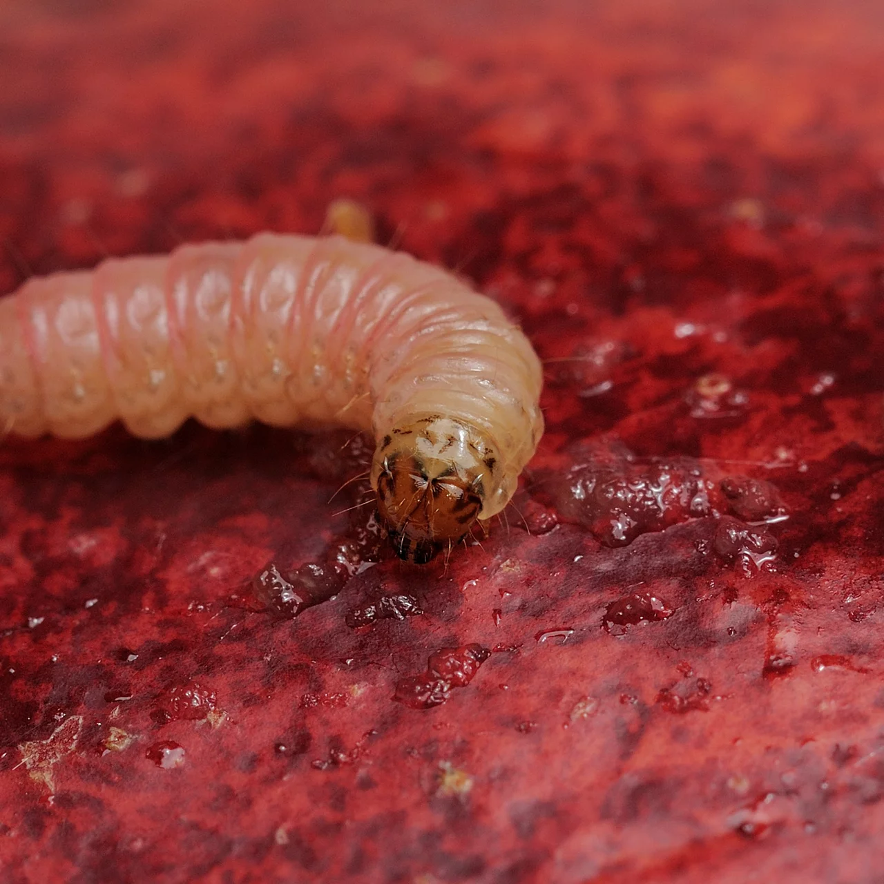 Apfelwicklerlarve auf Apfel | © Andermatt Biocontrol Suisse AG