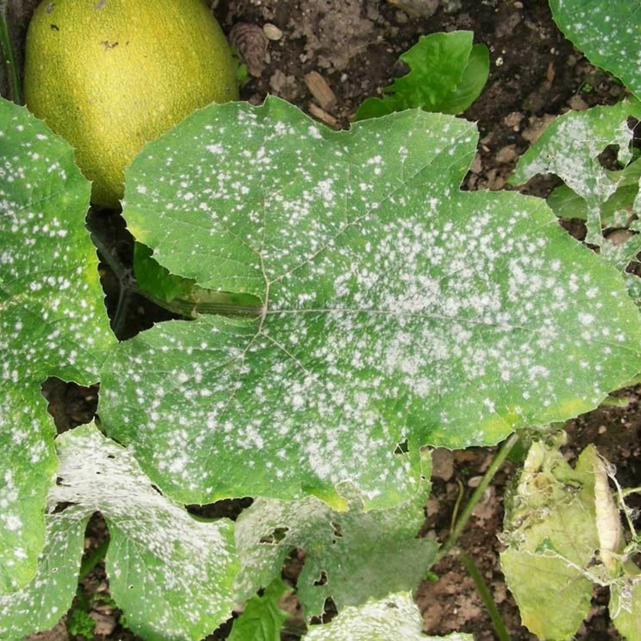 Oïdium sur les courges