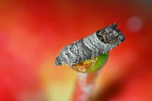 Apfelwickler Falter auf Apfel | © Andermatt Biocontrol Suisse AG