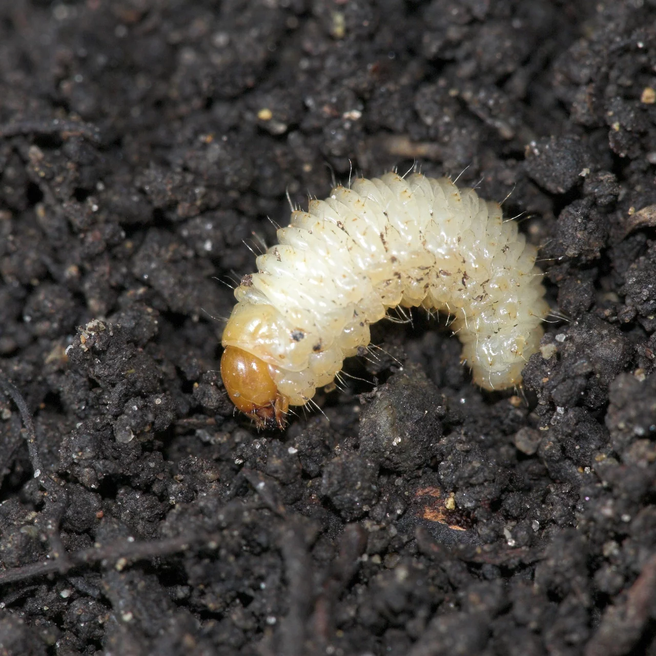 Dickmaulrüssler Larve | © Andermatt Biocontrol Suisse AG