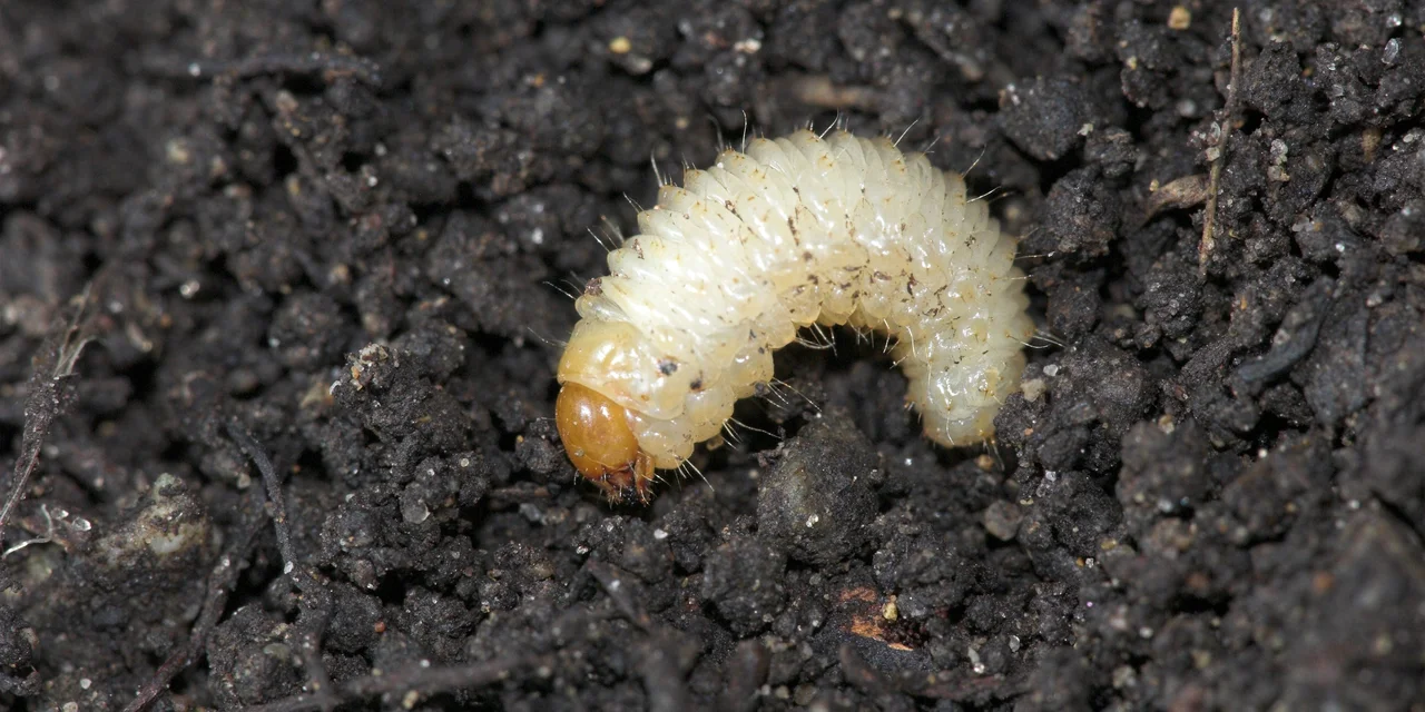 Dickmaulrüssler Larve | © Andermatt Biocontrol Suisse AG
