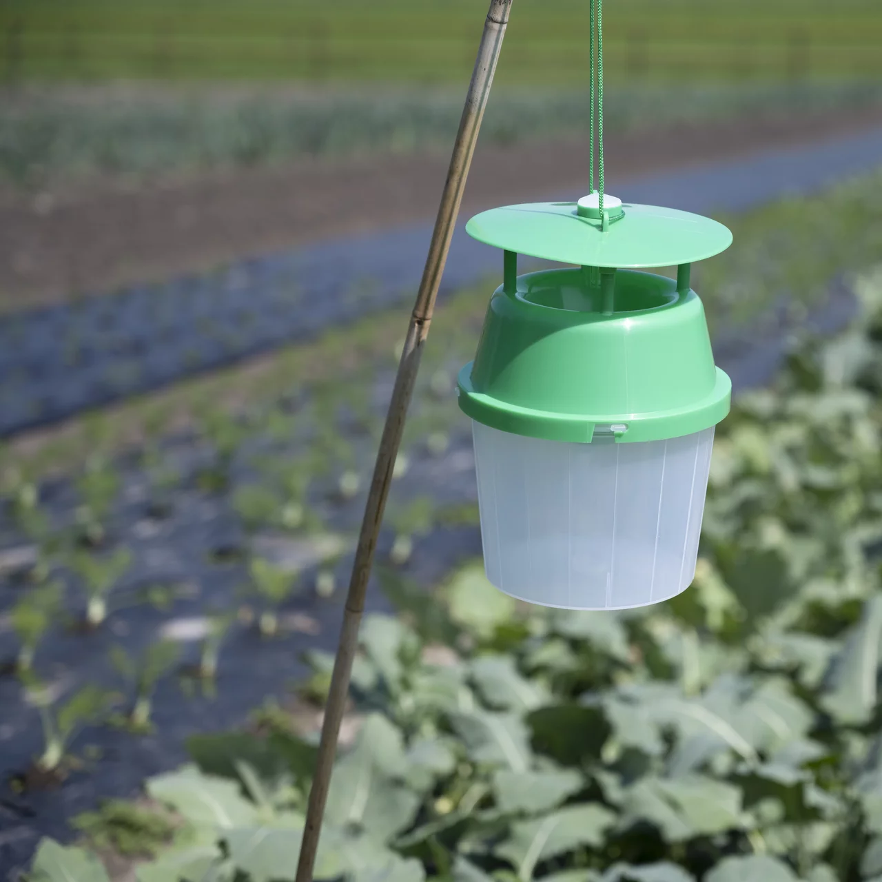 Piège Funnel dans un champ de légumes | © Andermatt Biocontrol Suisse AG