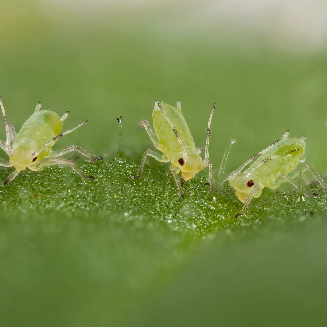 Grüne Blattläuse | © Daniel Nimmervoll - Fotolia