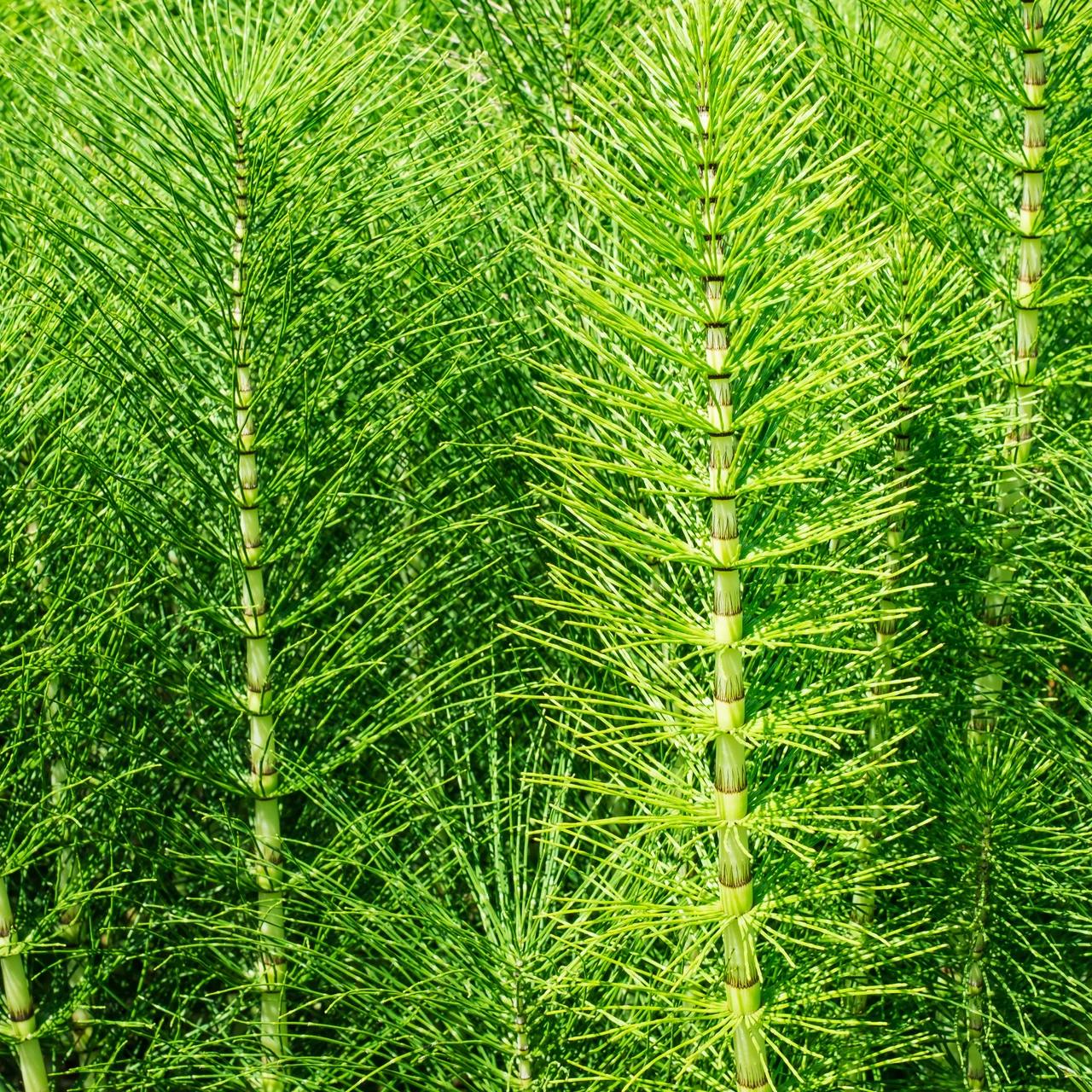 Equisetum arvense Schachtelhalm Pflanzen | © Marina - stock.adobe.com