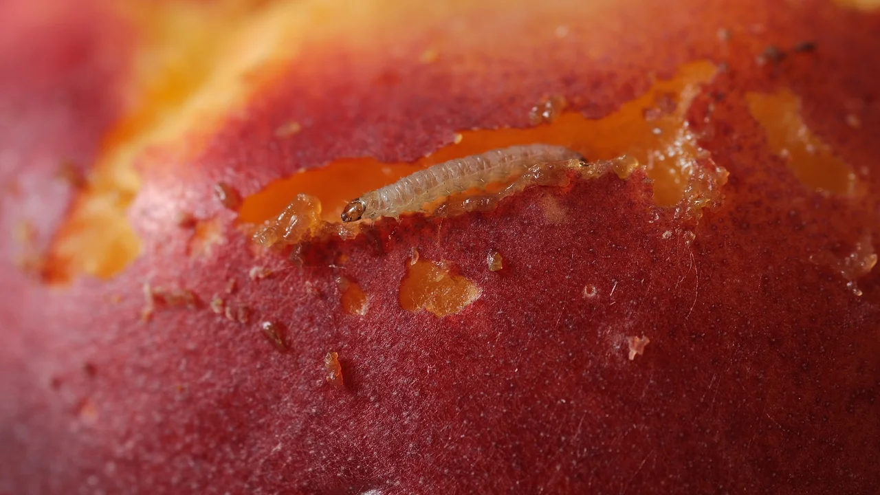 Pfirsichwicklerlarve auf Nektarine | © Andermatt Biocontrol Suisse AG