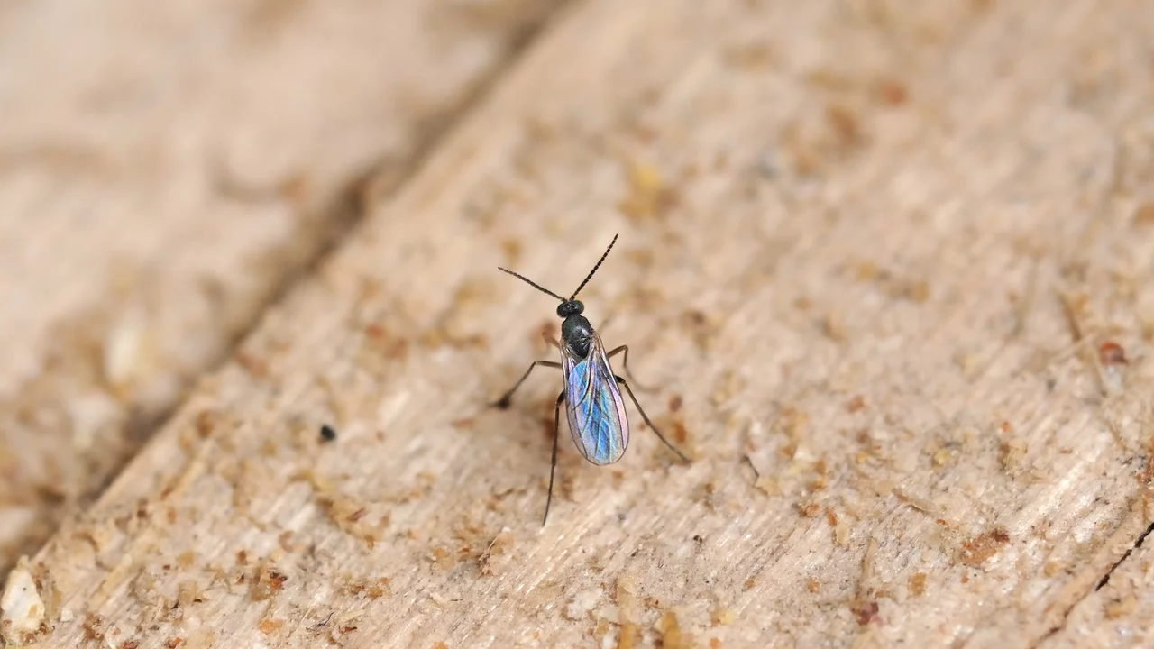 Trauermücke | © Andermatt Biocontrol AG