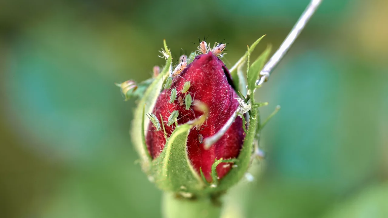 Pucerons sur un bouton de rose | © AdobeStock