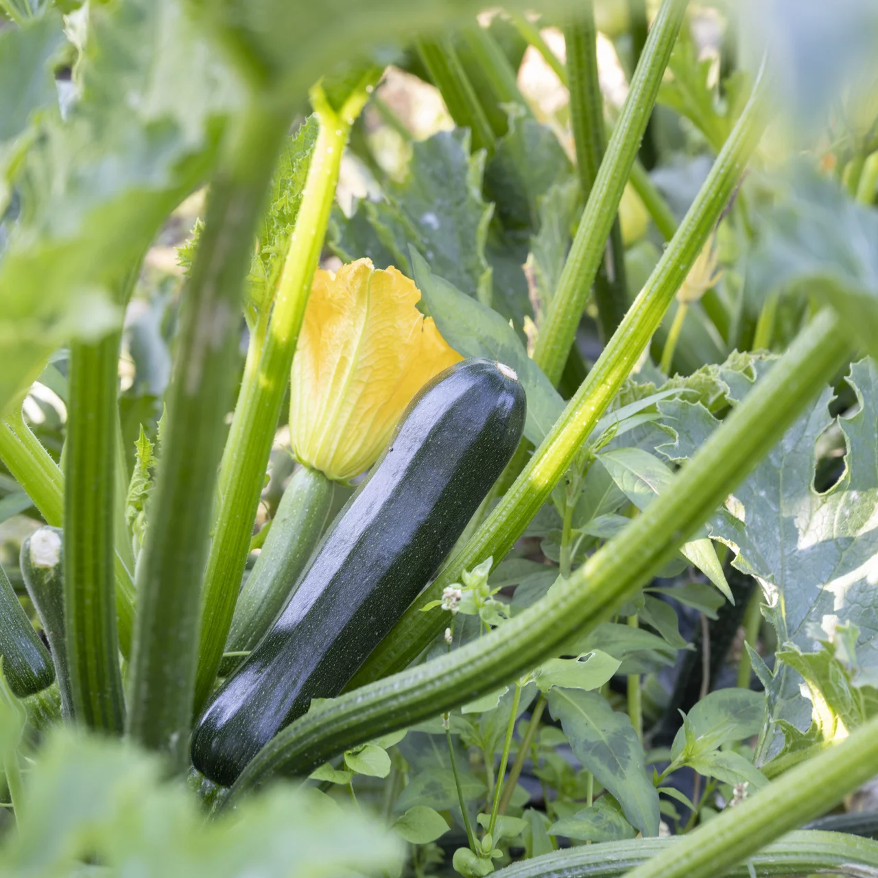 Zucchetti Frucht und Blüte | © Andermatt Biocontrol Suisse AG