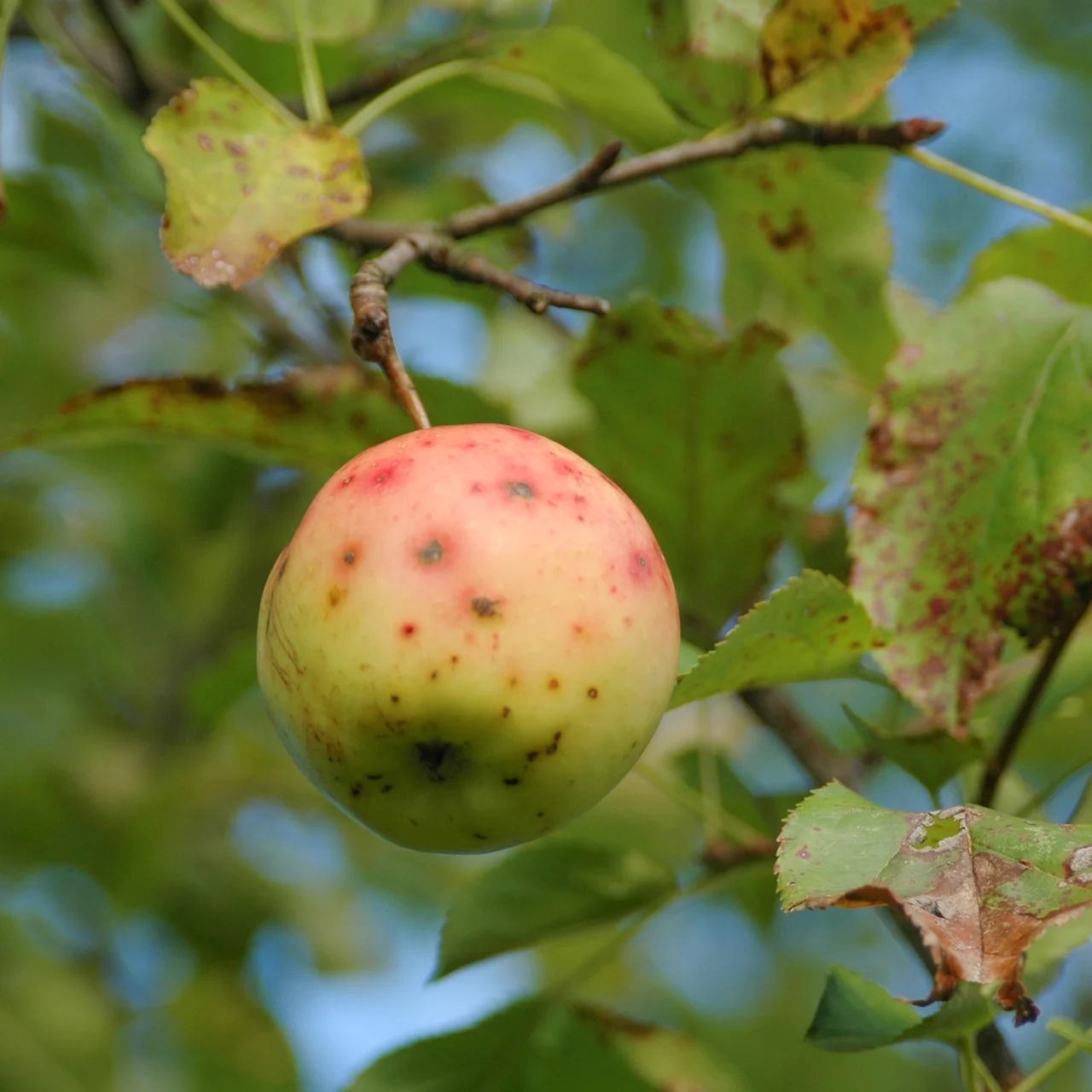 Tavelure du pommier sur fruit et feuille | © Werner Stirnimann