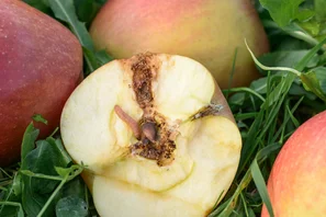 Apfelwicklerlarve mit offenem Apfel und Frassschaden | © Markus Zueger
