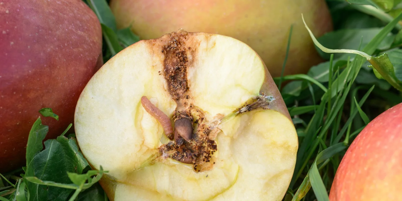 Apfelwicklerlarve mit offenem Apfel und Frassschaden | © Markus Zueger
