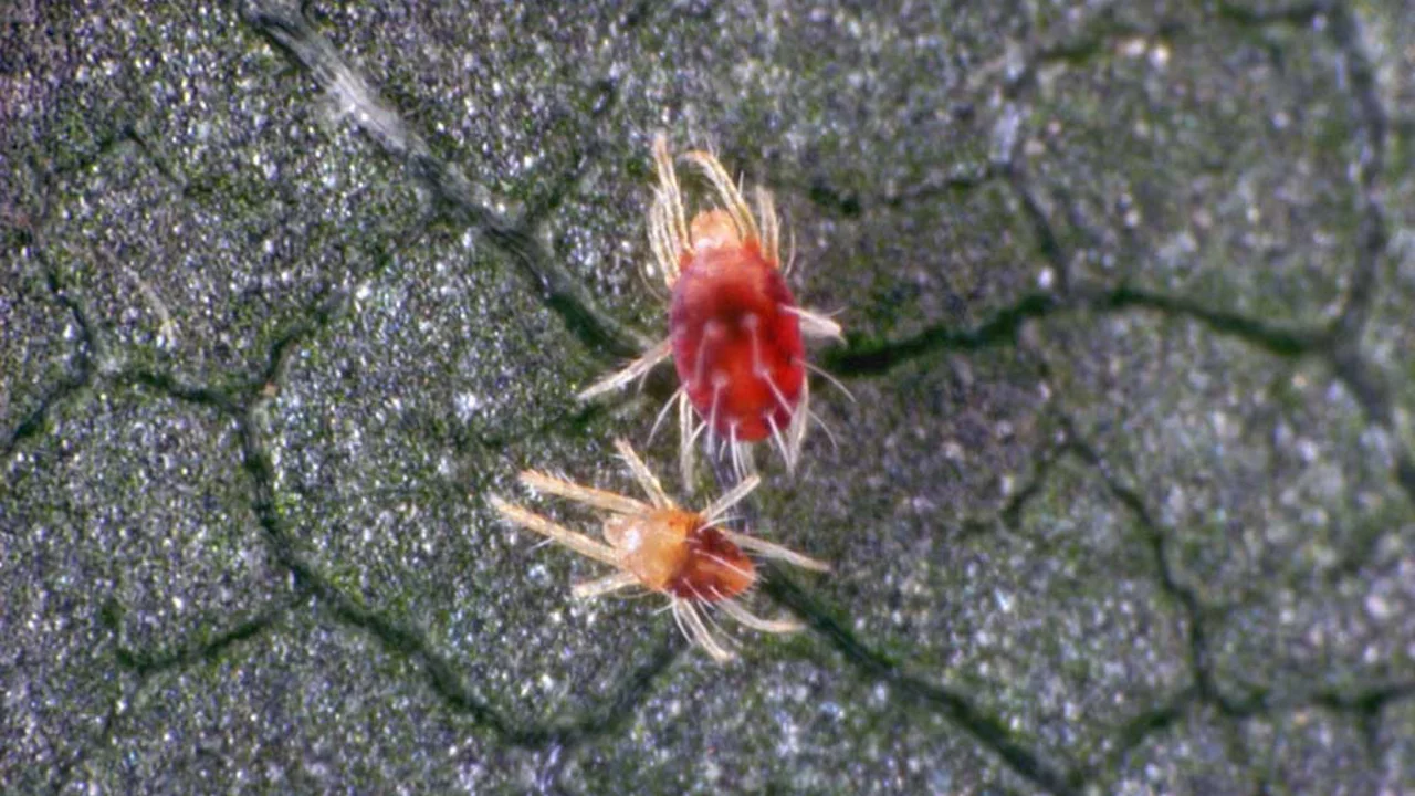 Spinnmilbe