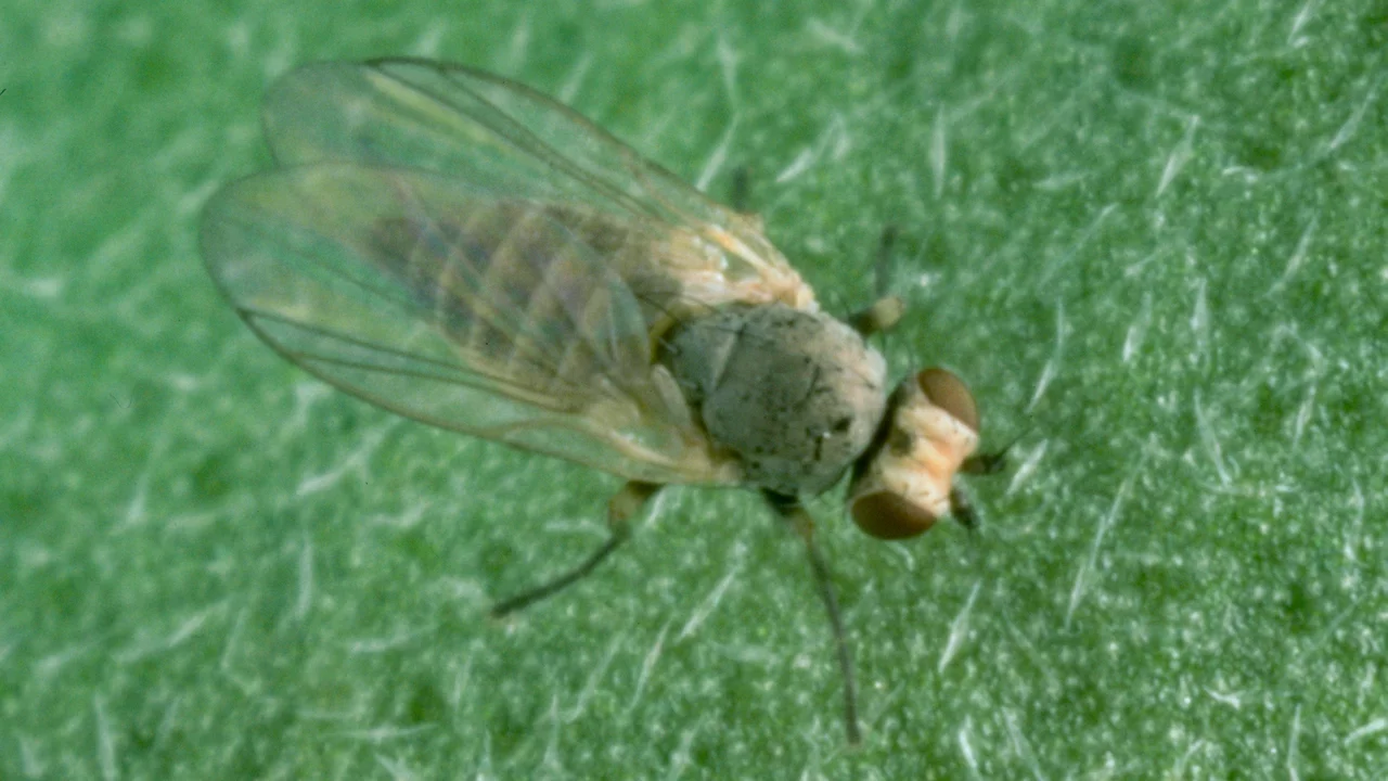 Minierfliege Phytomyza horticola | © Agroscope FAW