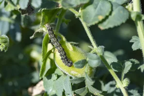 Larve de la noctuelle de la tomate