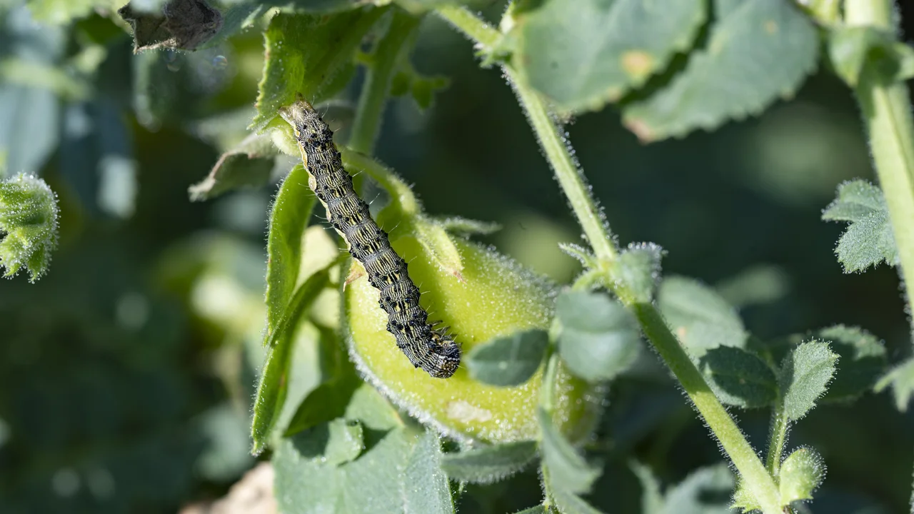 Larve de la noctuelle de la tomate
